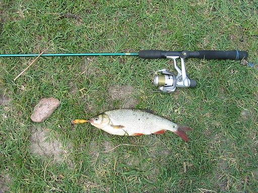 rosioara, 450g, 28cm, bullhead 4cm