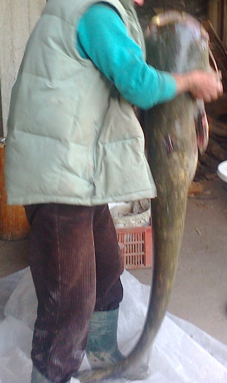 somn_32kg