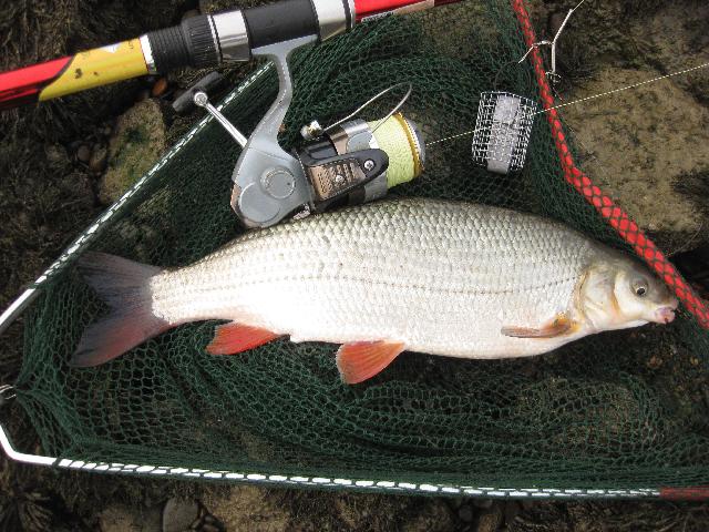 Scobar 52 cm