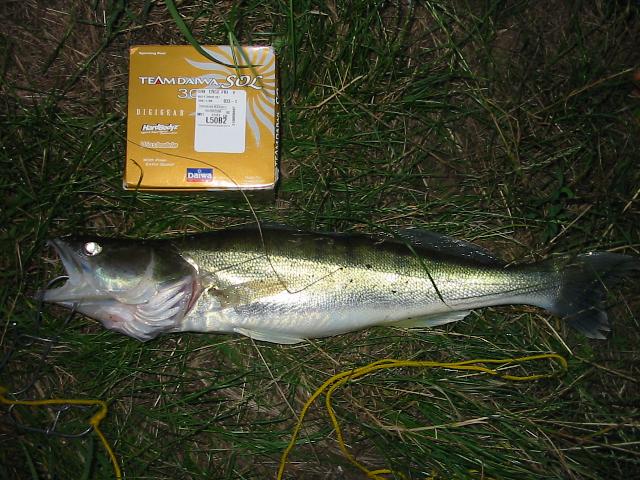 jigging-ul - o minunatie de stil de pescuit :)