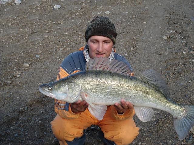 salau