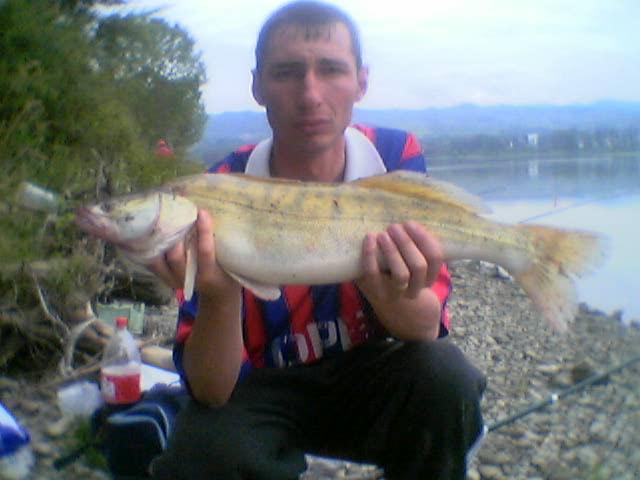 salau