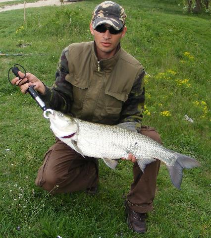 Avat 4,4kg - 75cm