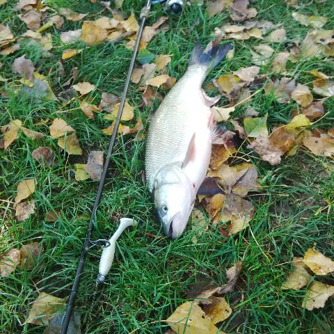 avat 55 cm
