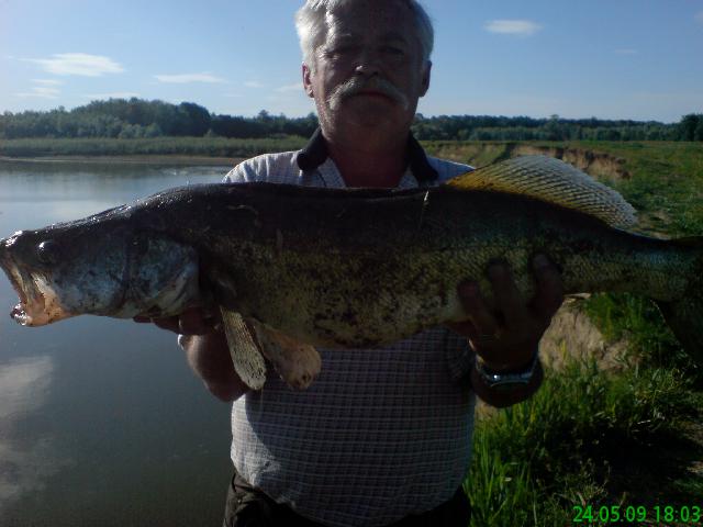 salaut