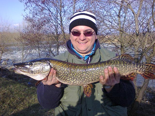 Stiuca