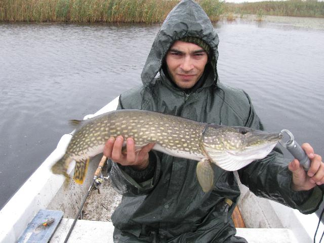Stiuca4