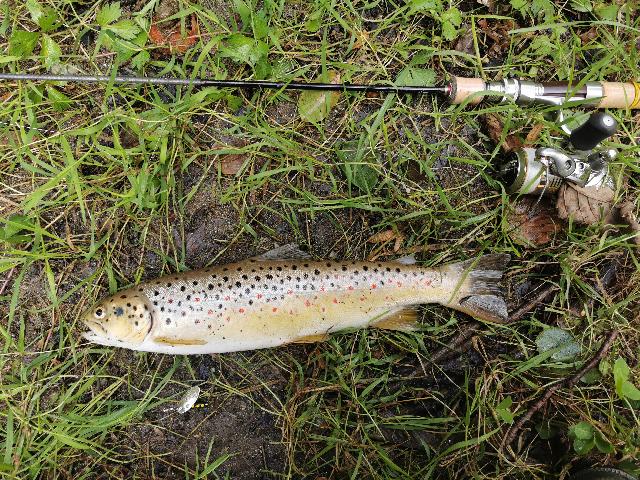 Record personal pastrav indigen de rau, 35cm