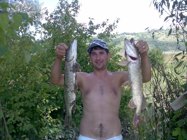 reddog88