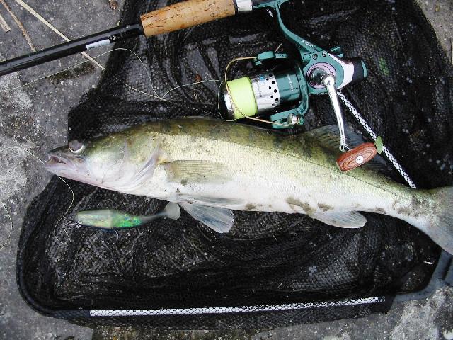 primul shalau 2009