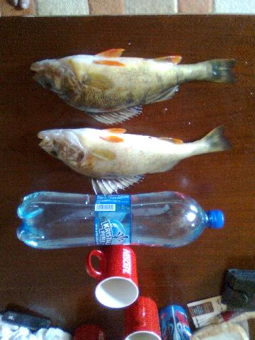 bibani