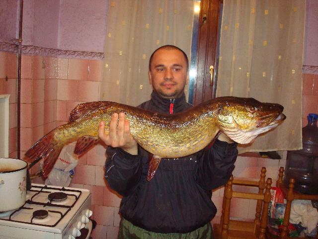  stiuca