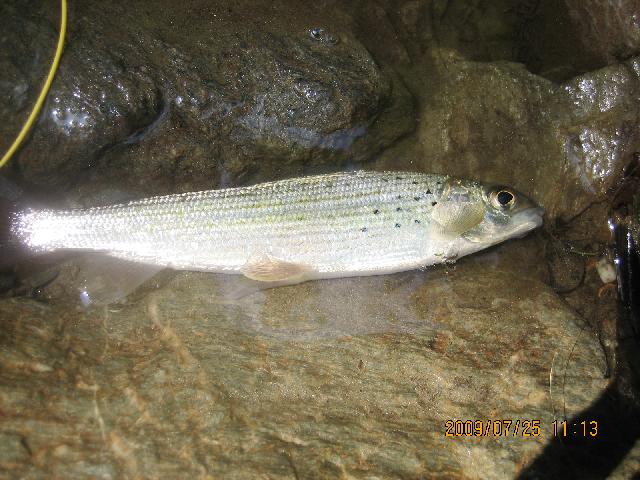 lipan