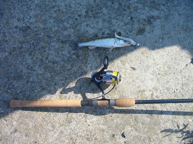 Salau record!