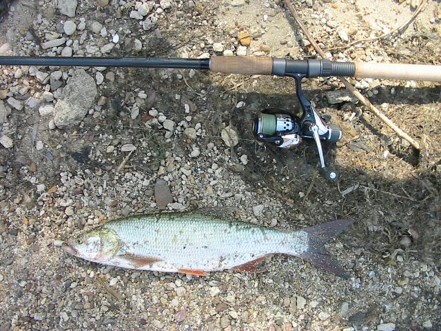 39cm de avat