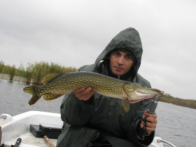 Stiuca3