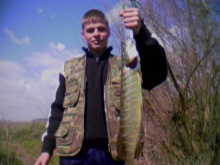 stiuca