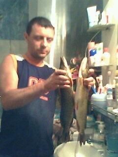 stiuca