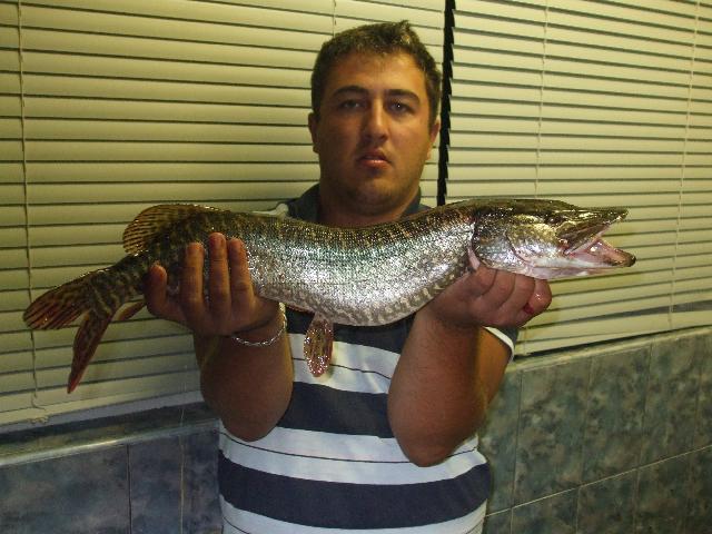 stiuca 2kg