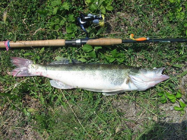 salau apatic