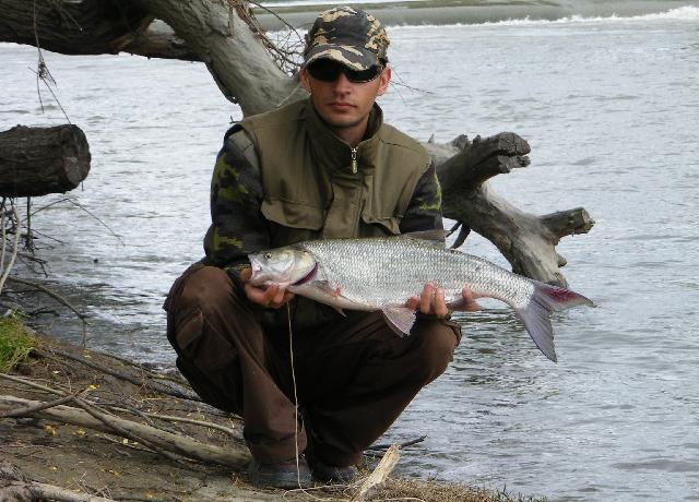 Avat 2,6kg - 66cm
